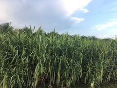 -洨河生态公园
