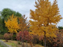 -北京西山国家森林公园