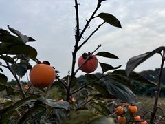 -青龙山国家森林公园