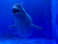 -多彩贵州城极地海洋世界