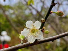 -荔枝公园(福田区)