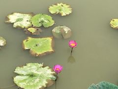 -大湾区中央湿地公园