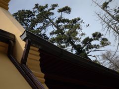 -天目山大树王景区