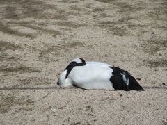 -盐城丹顶鹤湿地生态旅游区