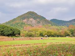 -八卦田遗址公园