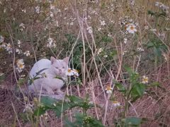 -崖口云吞(中堡店)