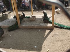 -长白岛森林公园