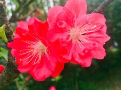 -南国桃园旅游度假区