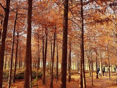 -上海海湾国家森林公园