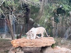 -上海野生动物园