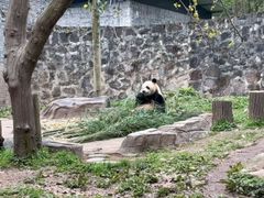 -都江堰中华大熊猫苑