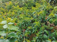 -桃源山庄·水蜜桃采摘·柴火鸡·烧烤团建(龙泉山店)