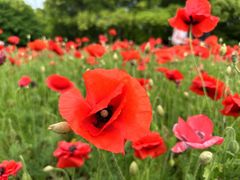 -上海共青森林公园