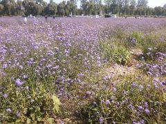 -北京东方普罗旺斯薰衣草庄园