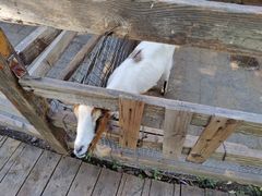 -北京鹿世界主题园