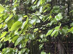 -江宁织造博物馆