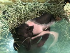 -藦茜花园宠物主题亲子互动体验馆(国顺东路店)