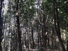 -黄埔油麻山森林公园
