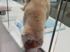 -柴源莊·柴小宠柴犬咖啡