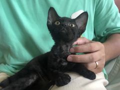 -山宅一喵德文卷毛猫舍