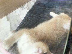 -悠尼宠物·独立低压伊珊娜洗护·美容·寄养(兰谷路店)