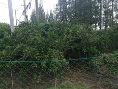 -小六农家乐(崇明西沙湿地店)