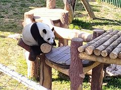 -沈阳森林动物园