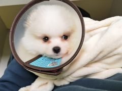 -瑞鹏宠物医院犬猫全科(真大分院)