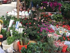 -哈尔滨道外花鸟鱼市场