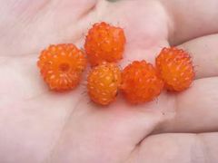 刺泡-镇龙山国家森林公园