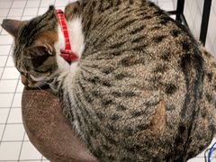 -ID.PHOTO照相馆(嘉里企业中心店)