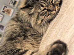 -藏猫猫咖啡主题馆(中央大道店)