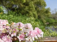 -上海滨江森林公园