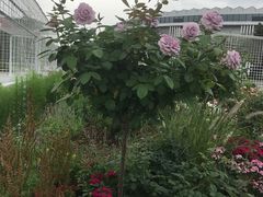 -深圳国际园林花卉博览园