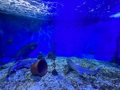 -太平洋海底世界