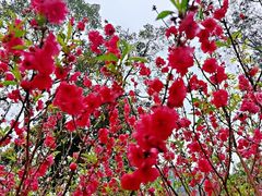 -桃花涧