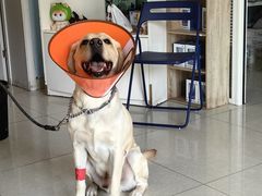 -瑞派福兴宠物医院犬猫全科·骨科·中西医结合(河东店)