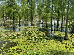 -池杉湖湿地公园