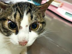 -瑞派名望志远动物医院·猫科·內科·异宠专科(直港大道店)