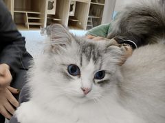 -猫域·湾主题猫咖·宠物吧(南坪城市广场店)