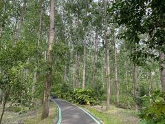 -合肥滨湖国家森林公园