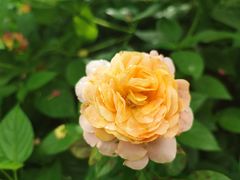 -广西壮族自治区药用植物园