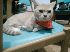 -猫色咖啡·猫咖