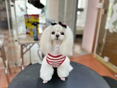 -鑫艺宠物美容培训学校