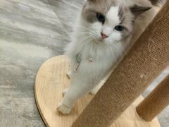 -楼上猫咖(罗湖店)