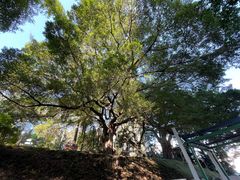 -九龙公园