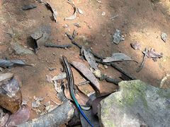 -西湖风景区十里琅珰-五云山