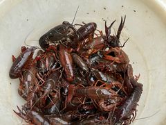 -同銮特种养殖场·龙虾垂钓