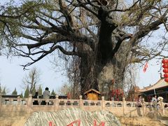 -大槐树寻根祭祖园