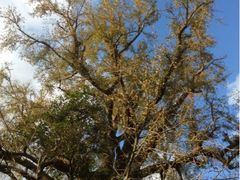 upload_pic-普陀山风景名胜区-法雨禅寺